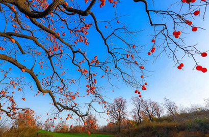 秋去冬來萬物休 唯有柿樹掛燈籠