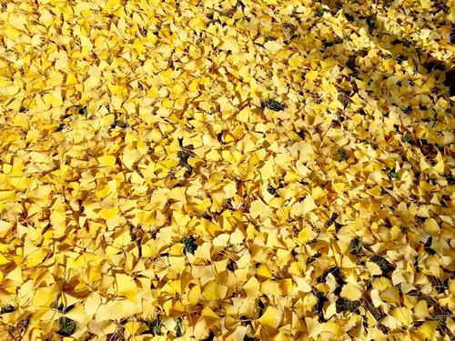 銀杏千年,等候的是秋的思念