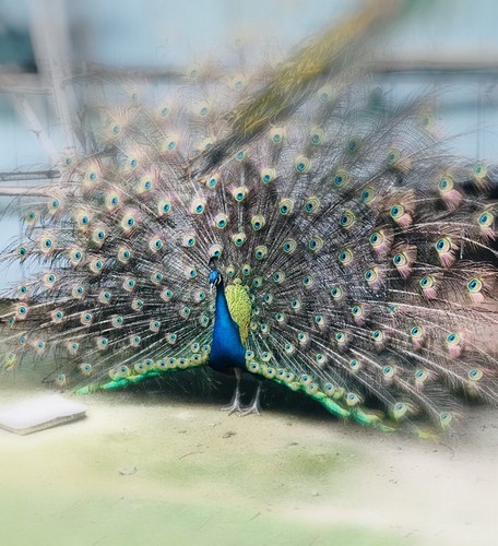 金縷玉衣斗芳菲