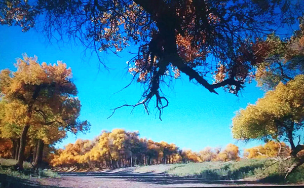 走進(jìn)內(nèi)蒙額濟(jì)納，與胡楊林的美撞個滿懷