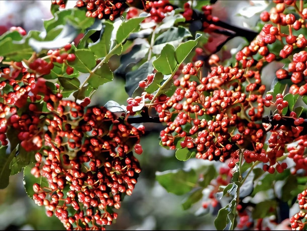 椒香溢韓城,福澤潤(rùn)民心