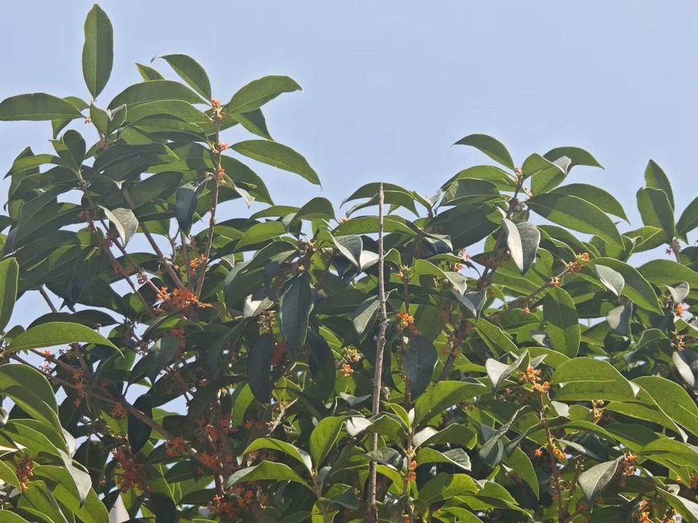 滿城桂花香,最是秋意濃