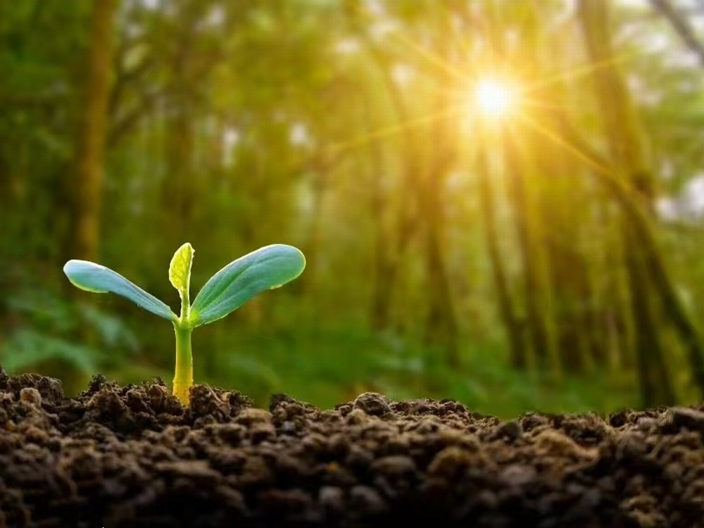 春日向暖 與夢(mèng)同進(jìn)