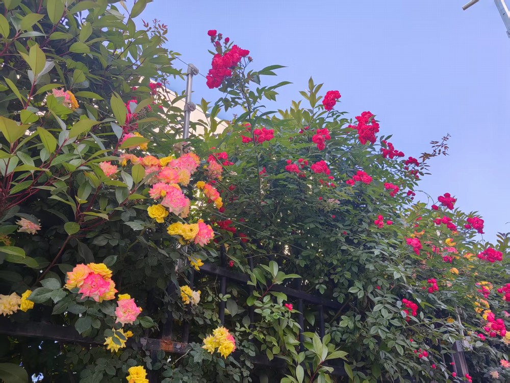 圍墻花簇映發(fā)展 奮進征程綻華光