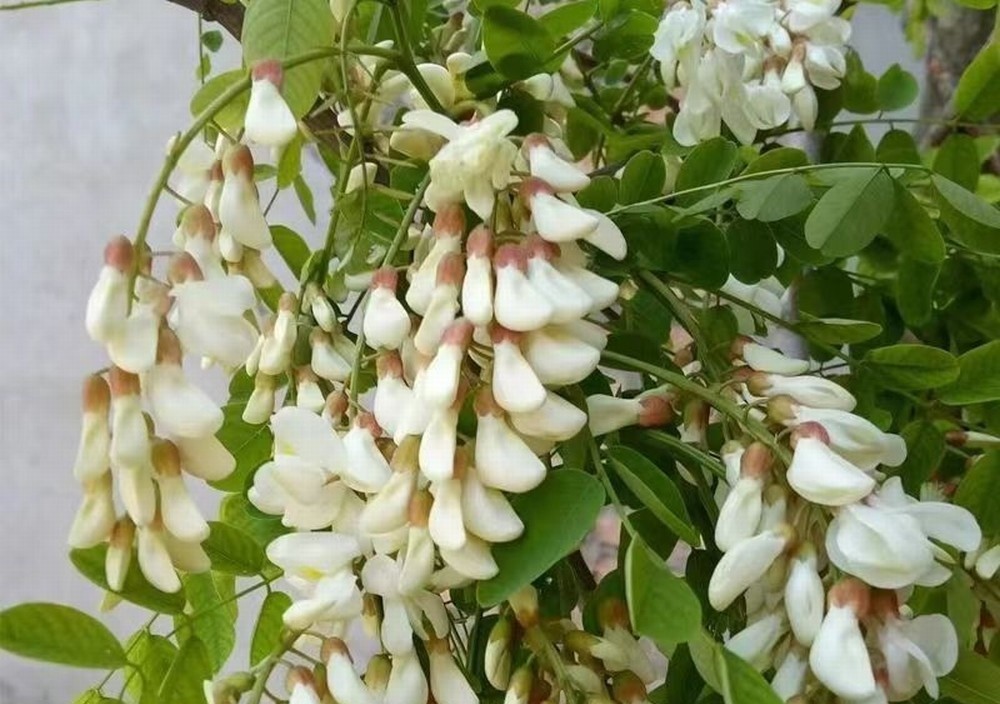 走!鉤洋槐花去!